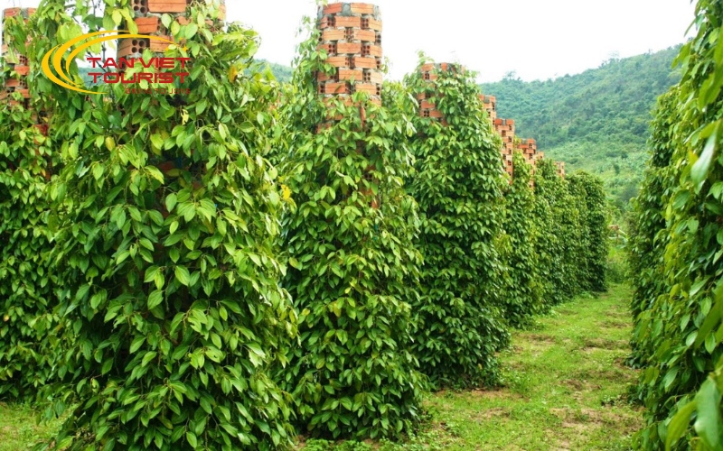 dao-ngoc-phu-quoc-4n3d (4)